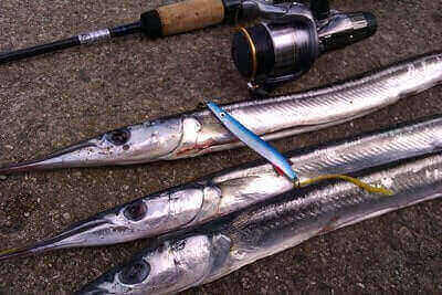 How To Catch Garfish