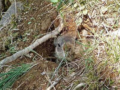 How To Hunt Groundhogs