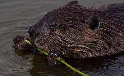 How To Hunt Beavers